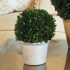 Napa Home & Garden Boxwood  Ball in Pot