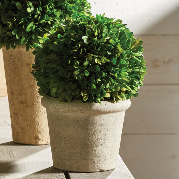 Napa Home & Garden Boxwood  Ball in Pot