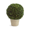 Napa Home & Garden Boxwood  Ball in Pot