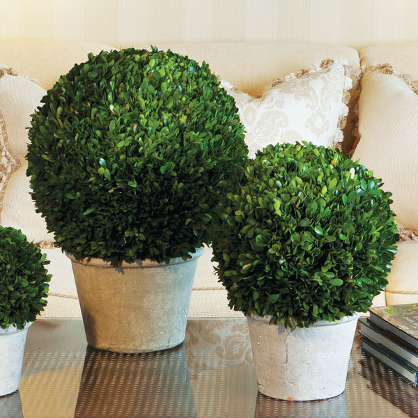 Napa Home & Garden Boxwood  Ball in Pot