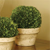 Napa Home & Garden Boxwood Ball - Large Pot