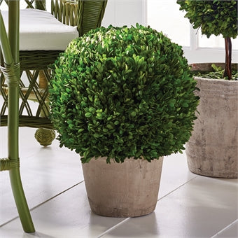 Napa Home & Garden Boxwood Ball in Pot – House&Hold