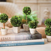 Napa Home & Garden Boxwood Mini Topiaries in Pots - Set of 5