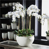 Napa Home & Garden Barclay Butera Phalaenopsis in Ceramic Bowl