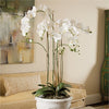 Napa Home & Garden Phalaopsis Orchid Drop-In