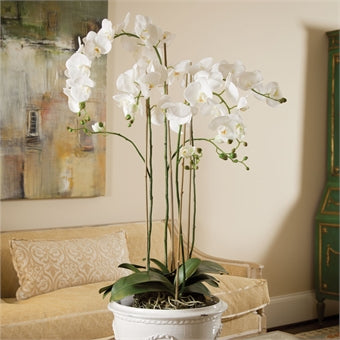 Napa Home & Garden Phalaopsis Orchid Drop-In