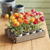 Napa Home & Garden Mini Potted Ranunculi - Set of 12